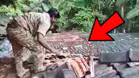 King cobra: Man catches with bare hands 