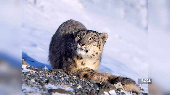 Snow leopard: All about the elusive ghost of the Himalayas Biology Diagrams