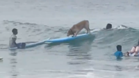 This dog’s surfing is masterclass 