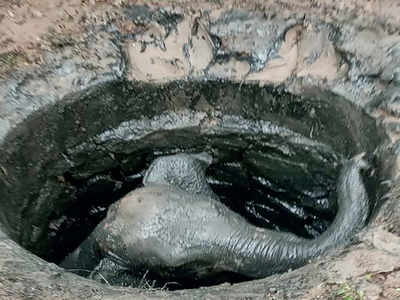 Foresters rescue baby elephant stuck in well