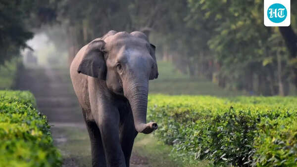 Tragic encounter with elephant: Elderly man trampled to death by elephant in Gumla; family to receive Rs 4 lakh compensation