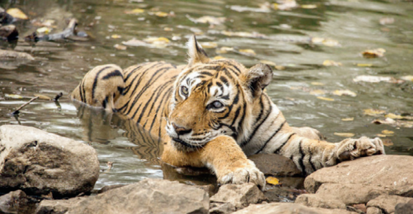 Machhali turns 20, is world's oldest tigress