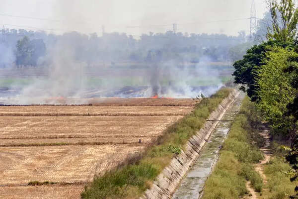 Farm fires explode: Ferozepur worst hit in Punjab’s wheat belt