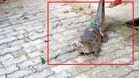 Crocodile enters residential area in UP’s Shahjahanpur 