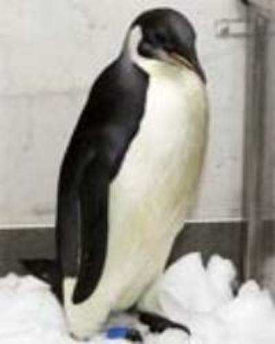 Lost penguin needs special permit to return home