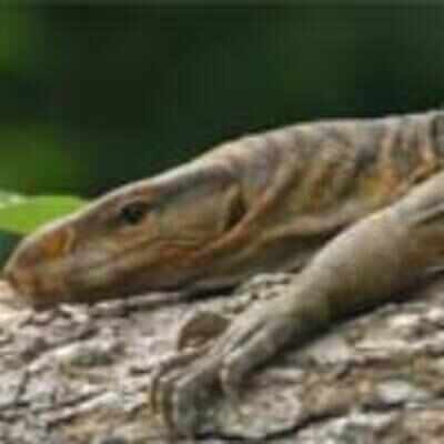 Desi viagra that slithers