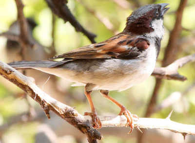 Did you notice? The house sparrow isn’t so common anymore