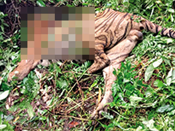 Tiger killed in accidental firing by Kaziranga National Park forest guard