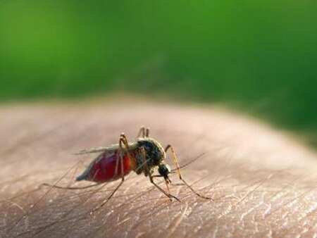In Thane, dengue stings harder in Aug as 81 detected with virus