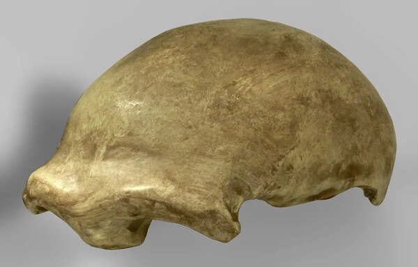In 1856, a group of quarrymen in Germany tossed aside a few 'deformed' bones and accidentally discovered Neanderthal 1