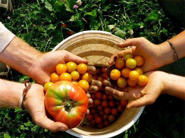 Tamil Nadu farmers float club to produce organic vegetables
