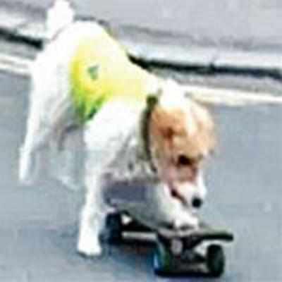 Skateboarding dog faces action in UK