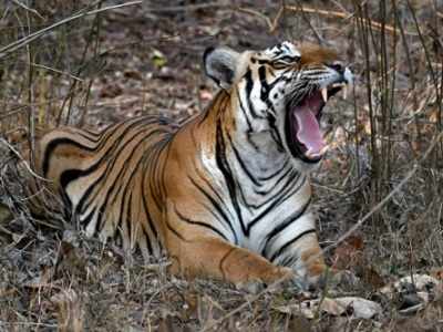 Tiger population up by 6%, need more measures to protect them: Experts