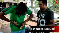 Empty beverage can becomes deadly trap for rat snake in Odisha, rescued 