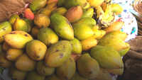 Mango goes out of aam janta's reach in Kanpur 