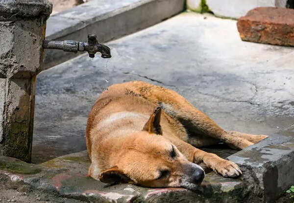 Heatwave pushes pets and stray animals to the brink, clinics in Pune witness surge in critical cases