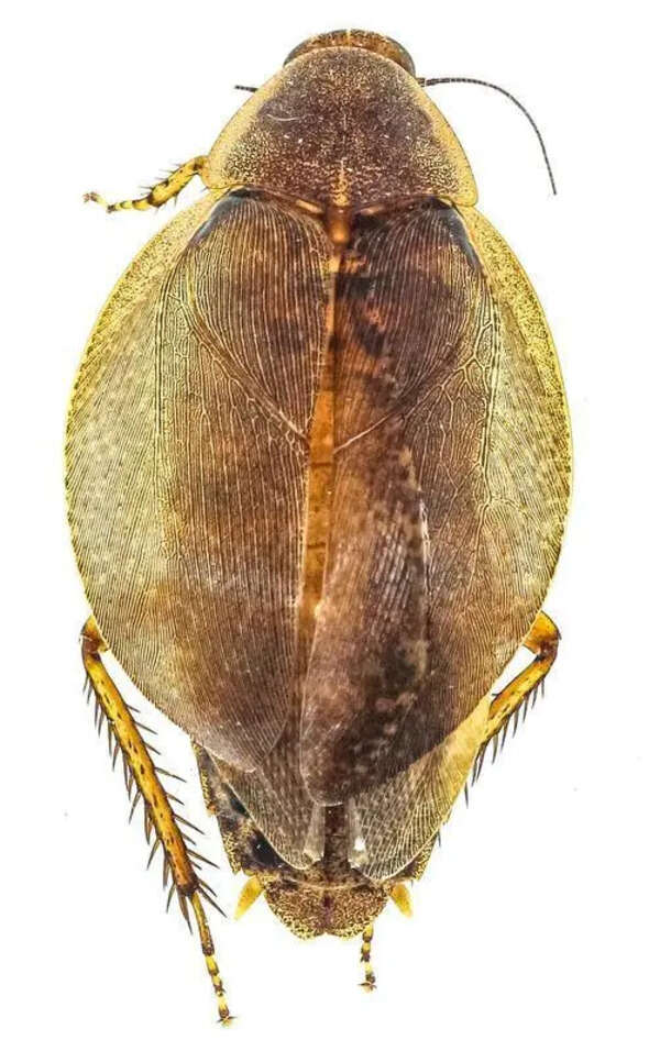 ZSI unveils India’s first large-scale DNA barcode library for cockroaches