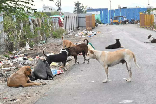 Stray dog attacks, bites woman in Namakkal, residents flag menace