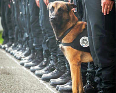 The dogs: Terrorists kill Diesel during op