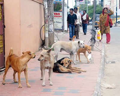 Kerala association to ‘gift’ gold coins for culling strays