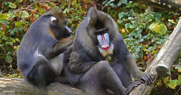 Hyd zoo to acquire pair of mandrills