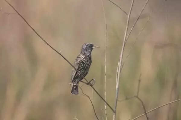 Global bird count: At 518, Bengal tops India species list; 4th year in a row