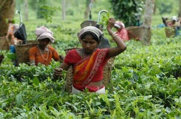 Uttarakhand Tea Development Board to offer 2 more tea estates for tourists