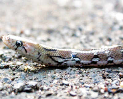 Mulund colony gets slithery visitors