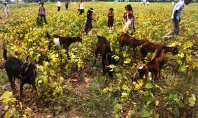 Uttar Pradesh: Five suspended for seeking bribe for farm loan waiver