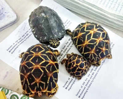 Cousins caught smuggling rare turtles, tortoises