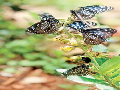 Chasing butterflies