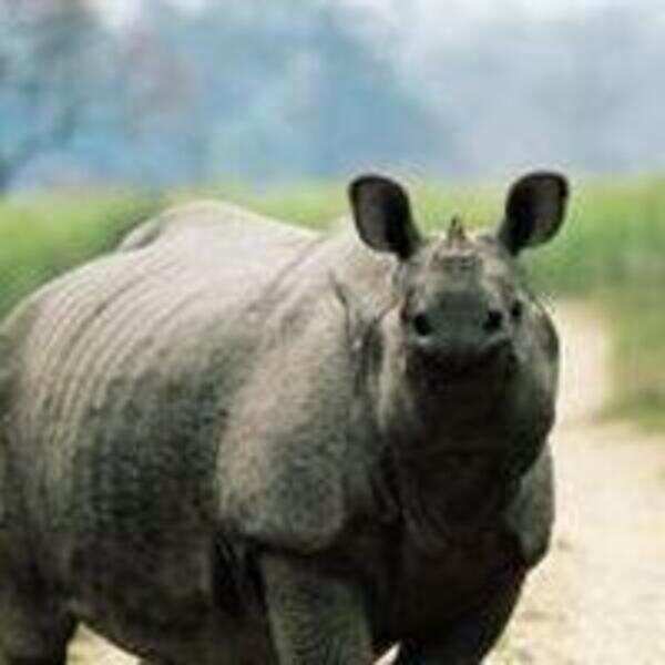 In rhino abode, William and Catherine to push for conservation