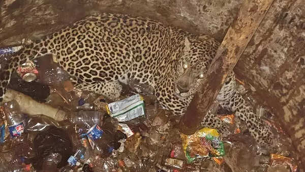 Leopard falls into sump in Devgadh Baria