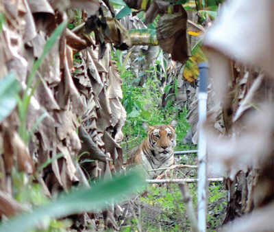 How forest dept is killing tigers