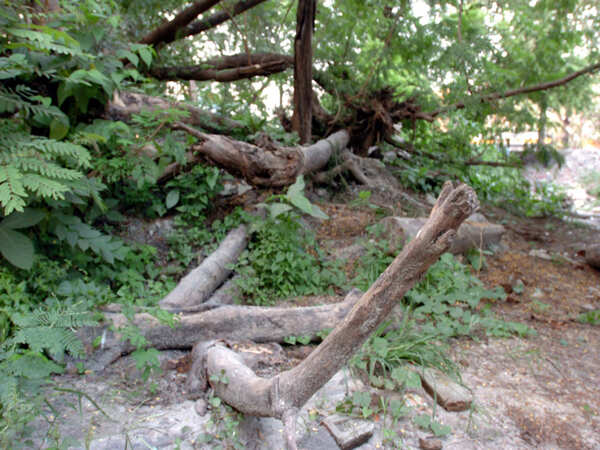 PMC starts scrutiny of Tree Authority applications