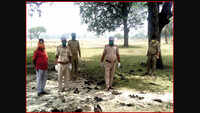 Panic grips after many bats found dead in UP’s Gorakhpur 