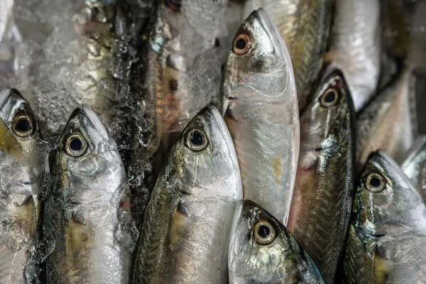 Himachal Pradesh sees surge in reservoir fish output