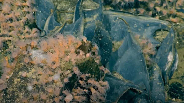Canada’s underwater volcano reveals over a million giant ravioli eggs in shocking deep-sea discovery