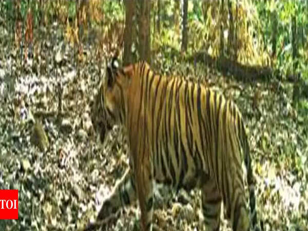 Laying of camera traps in Mhadei from November