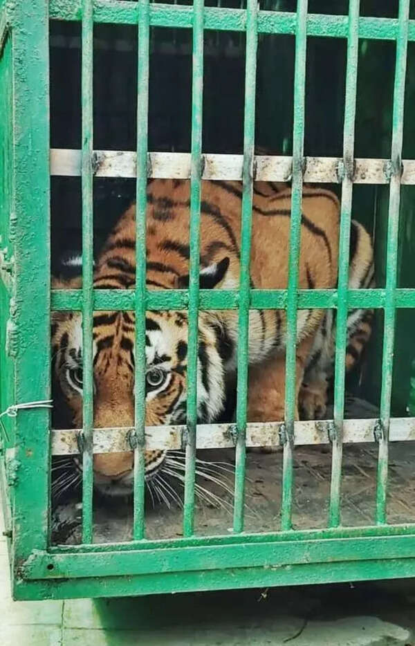 Zoo gets Royal Bengal tigers in exchange for otters