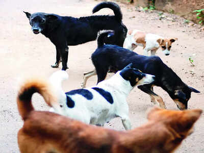 Missing dogs trigger panic