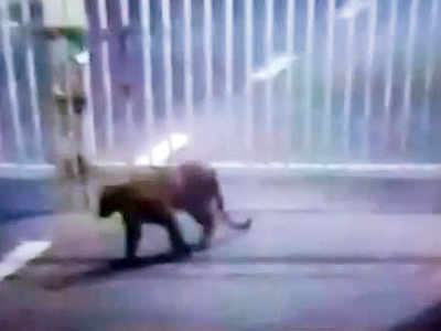 Leopard that sneaked into Gujarat secretariat captured