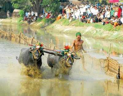 This is where you’ll see Kambala