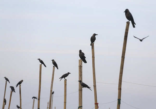 Dead crows found in Darbhanga test positive for bird flu virus