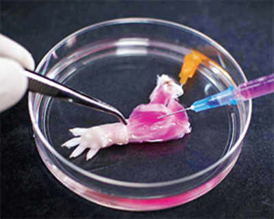 Scientists build, test bioartificial organs