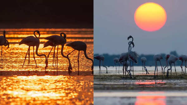 A return to Pulicat