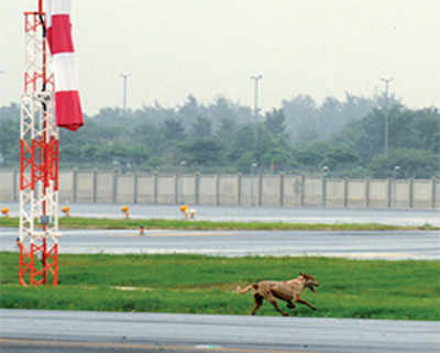 Stray dog runs marathon on runway, holds up flight operations for 30 minutes