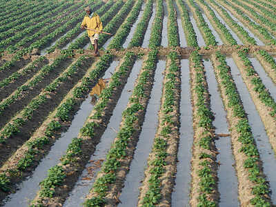 Two sides of low food inflation