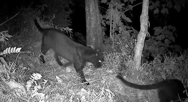 Twin black leopards in a frame: Cams click rare moment in Kurseong