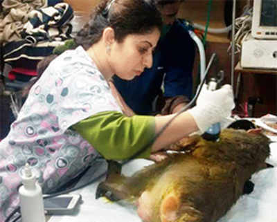 Shame on Bhandup: Monkey dies after acid attack